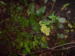 Hylotelephium maximum maximum