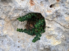 Euphorbia dimorphocaulon