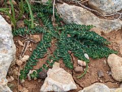 Euphorbia dimorphocaulon