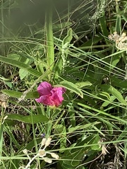 Hibiscus microcarpus