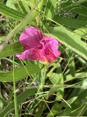 Hibiscus microcarpus