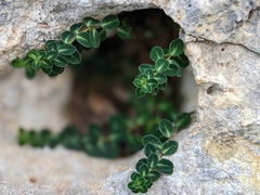 Euphorbia dimorphocaulon