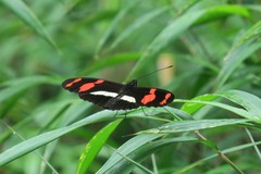 Heliconius telesiphe