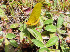 Ameletopsis perscitus