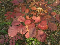Fraxinus chinensis