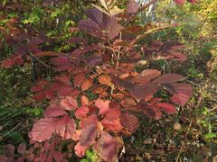 Fraxinus chinensis