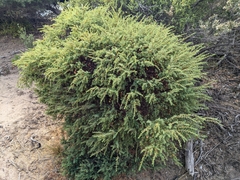 Pimelea glauca