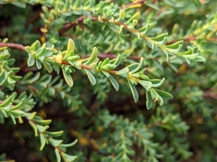 Pimelea glauca