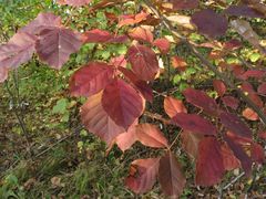 Fraxinus chinensis