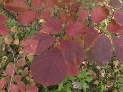 Fraxinus chinensis