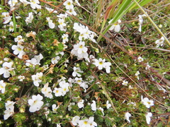 Euphrasia australis