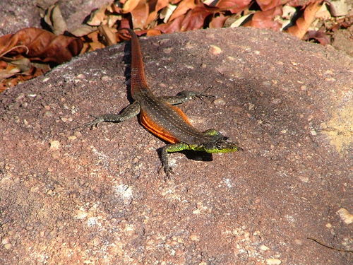Waterberg Flat Lizard, Platysaurus minor