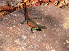 Platysaurus minor
