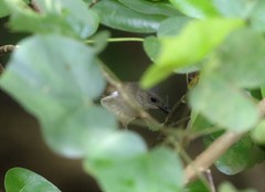 Pachycephala cinerea
