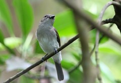 Pachycephala cinerea