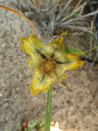 Image of Ferraria variabilis by (c) Christiaan Viljoen, some rights reserved (CC BY)