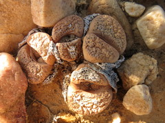 Lithops localis