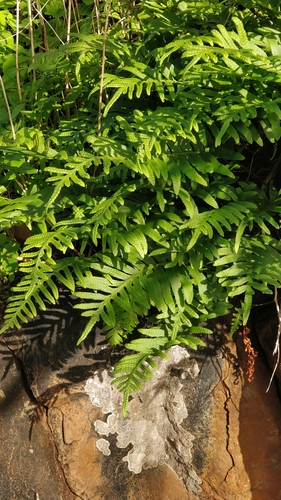 Canary Islands polypody