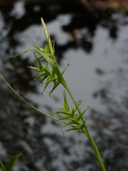 Carex lonchocarpa