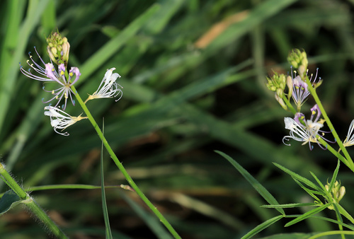 Cleome macrophylla (Cleome macrophylla)