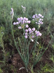 Allium anisopodium