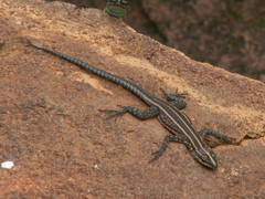 Platysaurus minor