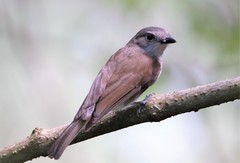 Pachycephala cinerea