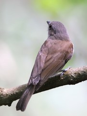 Pachycephala cinerea