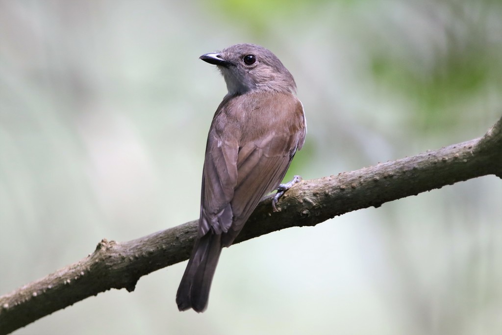 Mangrove Whistler photo