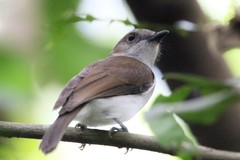 Pachycephala cinerea