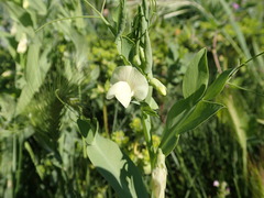 Lathyrus ochrus