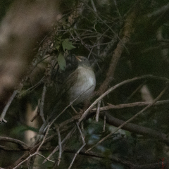 Turdus pallidus