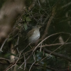 Turdus pallidus