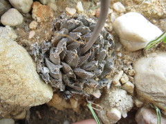 Haworthia nortieri