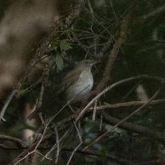 Turdus pallidus