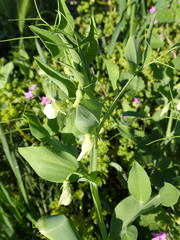 Lathyrus ochrus