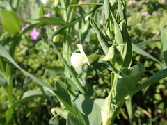 Lathyrus ochrus
