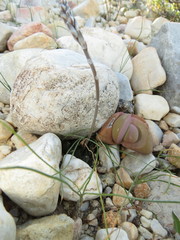 Haworthia nortieri