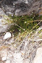 Lobelia eckloniana