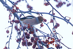 Coccothraustes coccothraustes