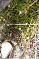 Lobelia eckloniana