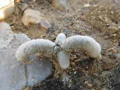 Anacampseros papyracea