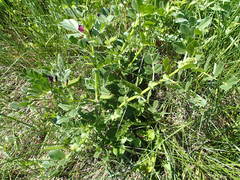 Vicia narbonensis