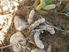 Anacampseros papyracea