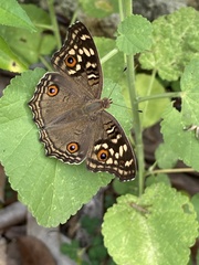 Junonia lemonias