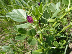 Vicia narbonensis