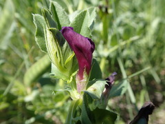 Vicia narbonensis