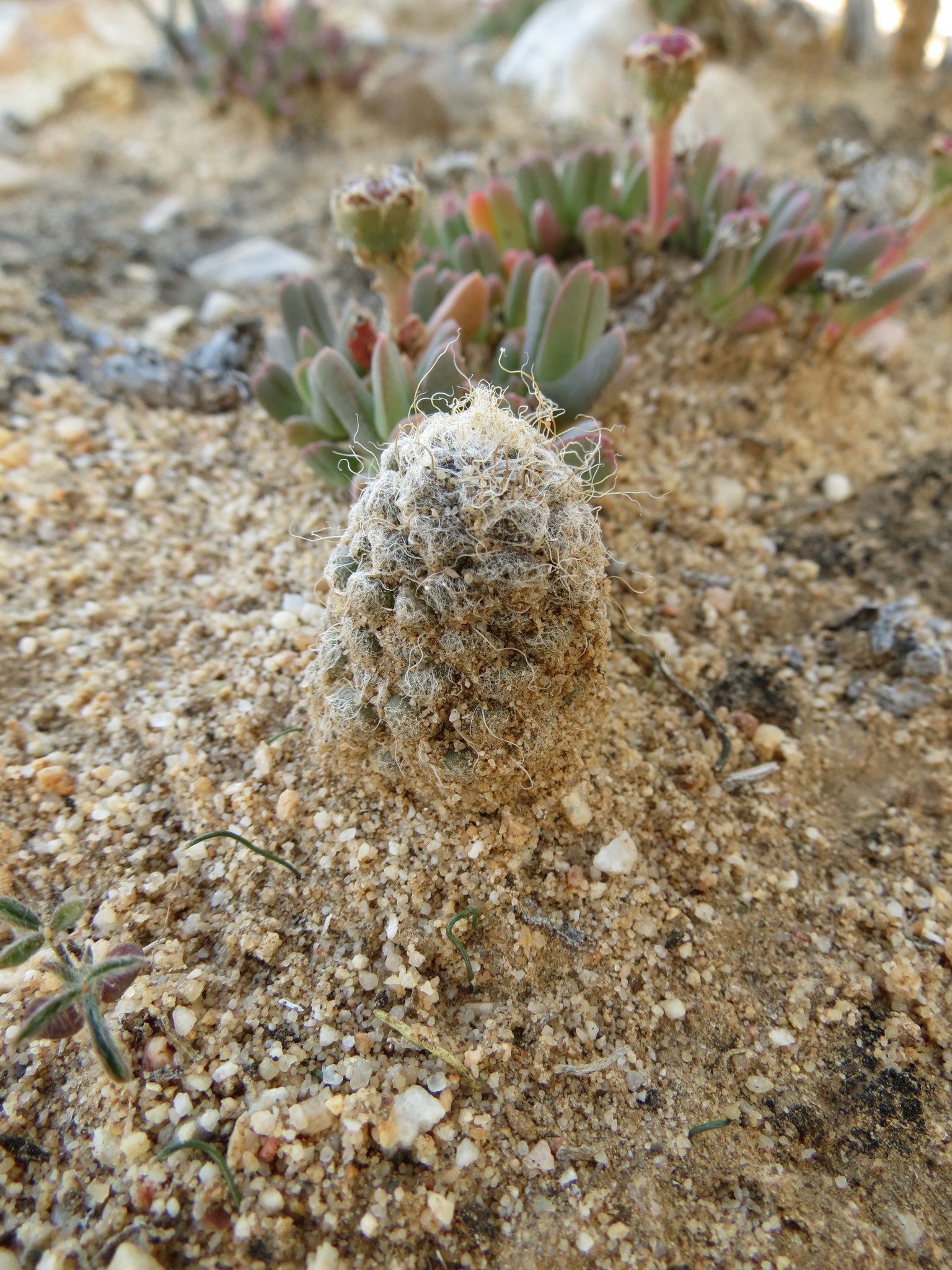 Anacampseros albidiflora