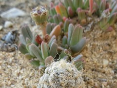 Antimima piscodora