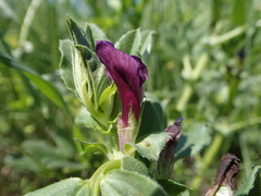 Vicia narbonensis